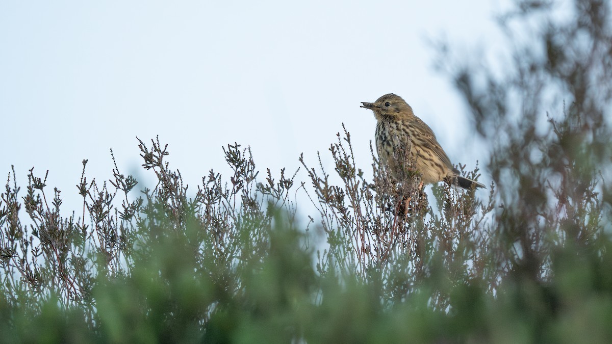 Meadow Pipit - ML620056091