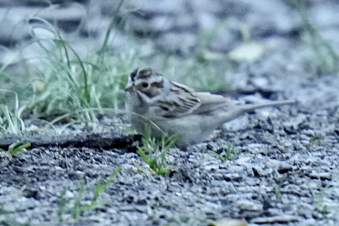 Clay-colored Sparrow - ML620056142