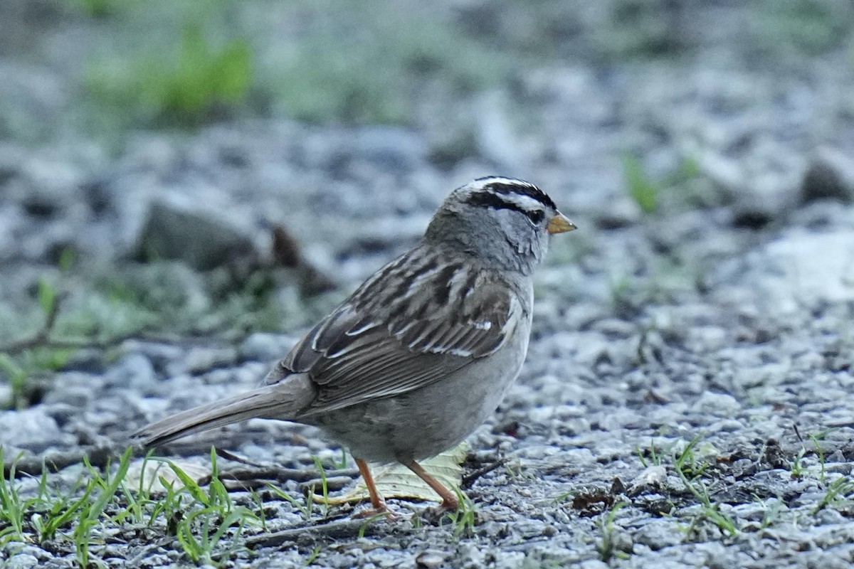 White-crowned Sparrow - ML620056156