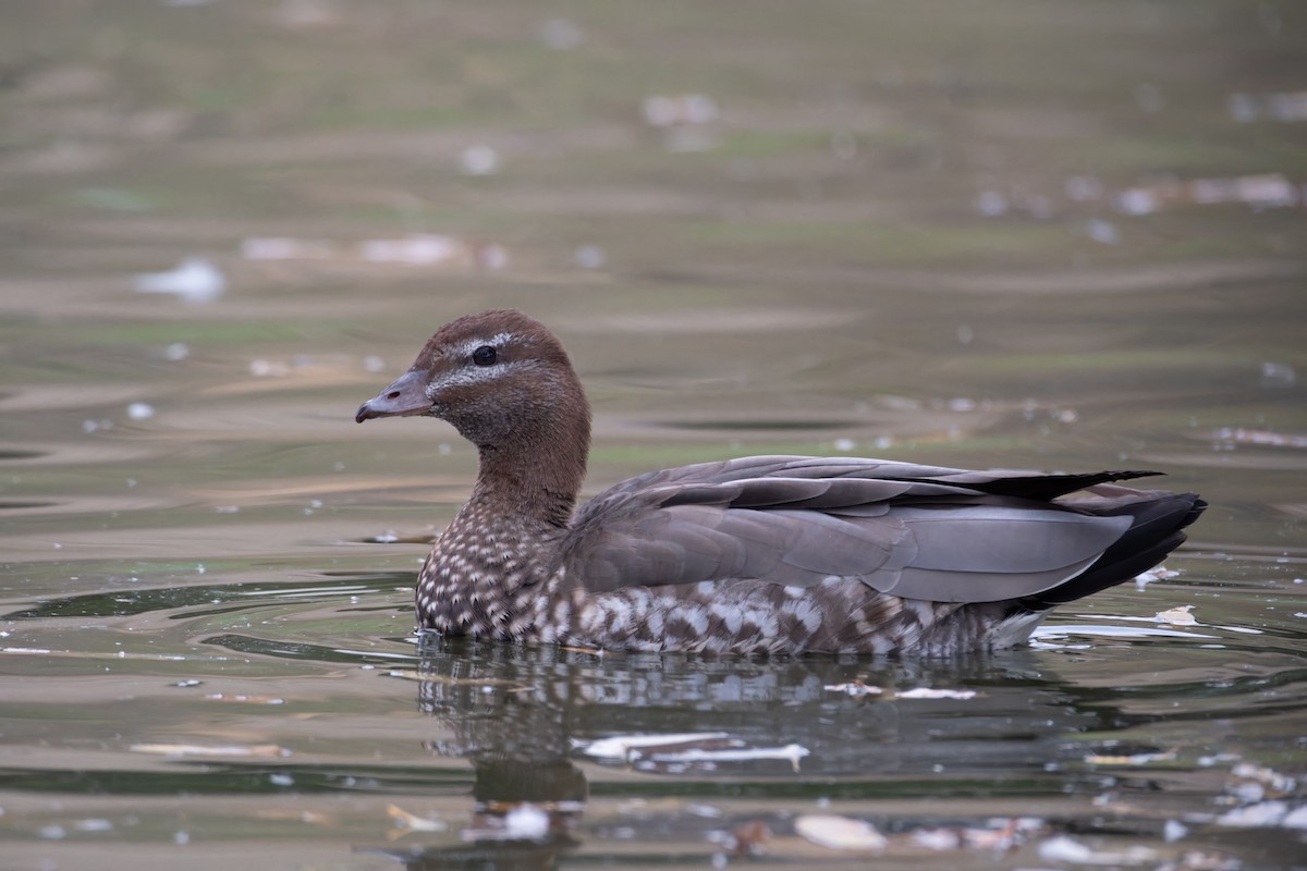 Maned Duck - ML620056162