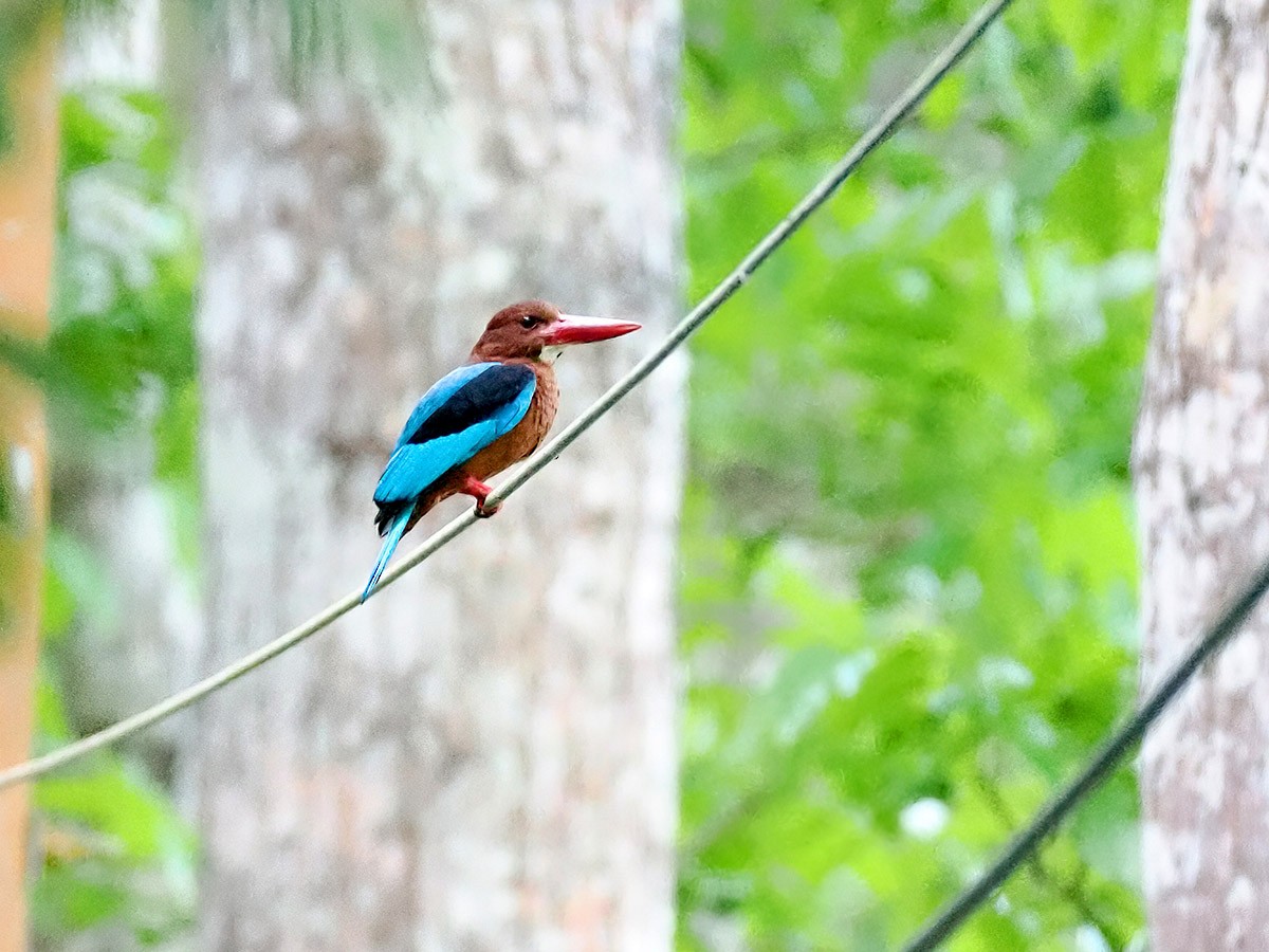 Brown-breasted Kingfisher - ML620056165