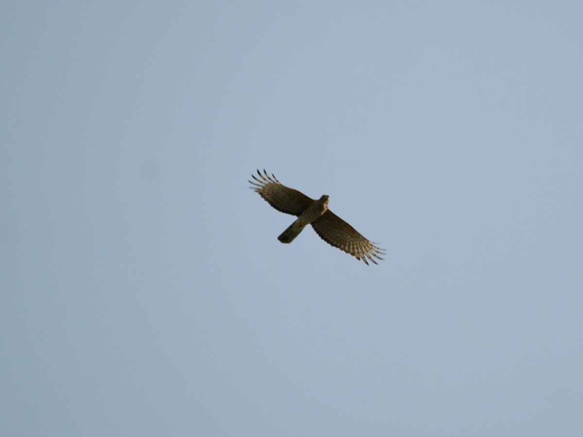 African Cuckoo-Hawk - ML620056172