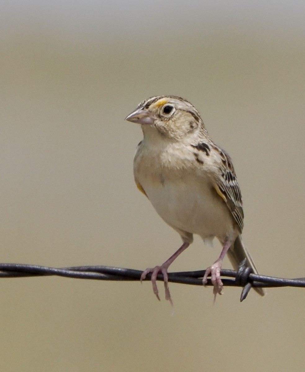 Grasshopper Sparrow - ML620056177