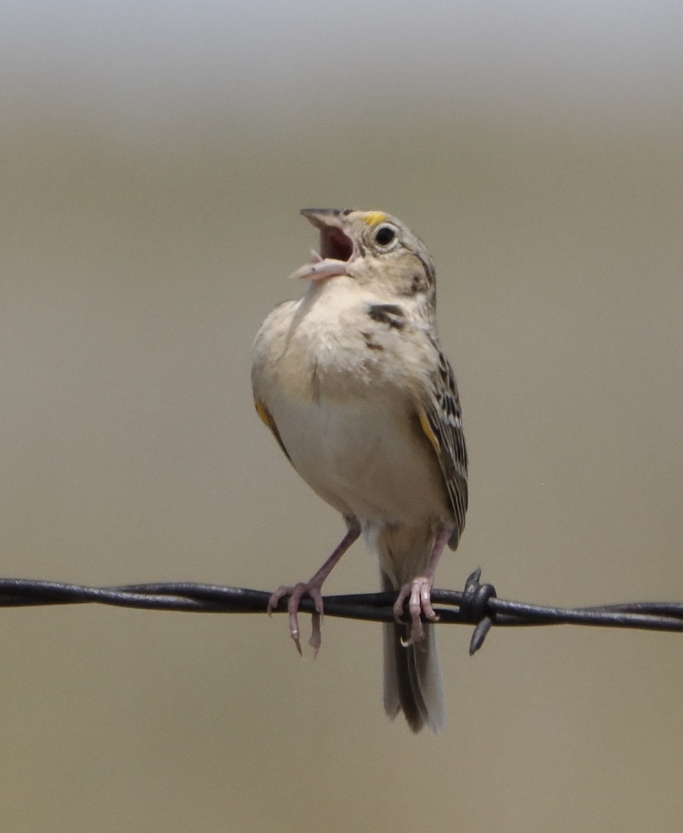Grasshopper Sparrow - ML620056178