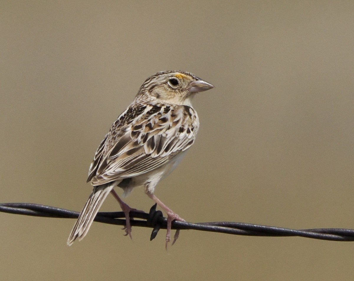 Grasshopper Sparrow - ML620056179