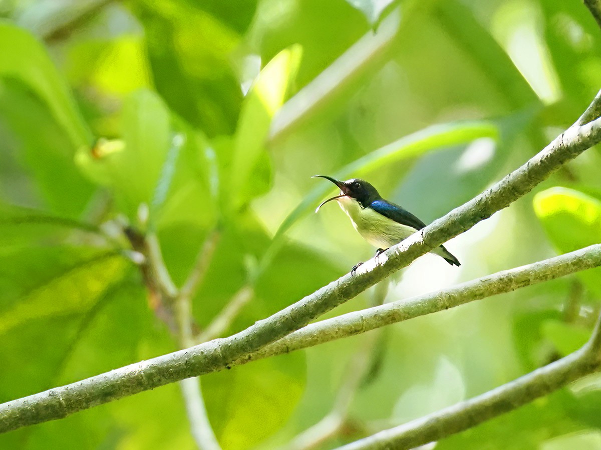 Glanzflügel-Nektarvogel (Boholnektarvogel) - ML620056213