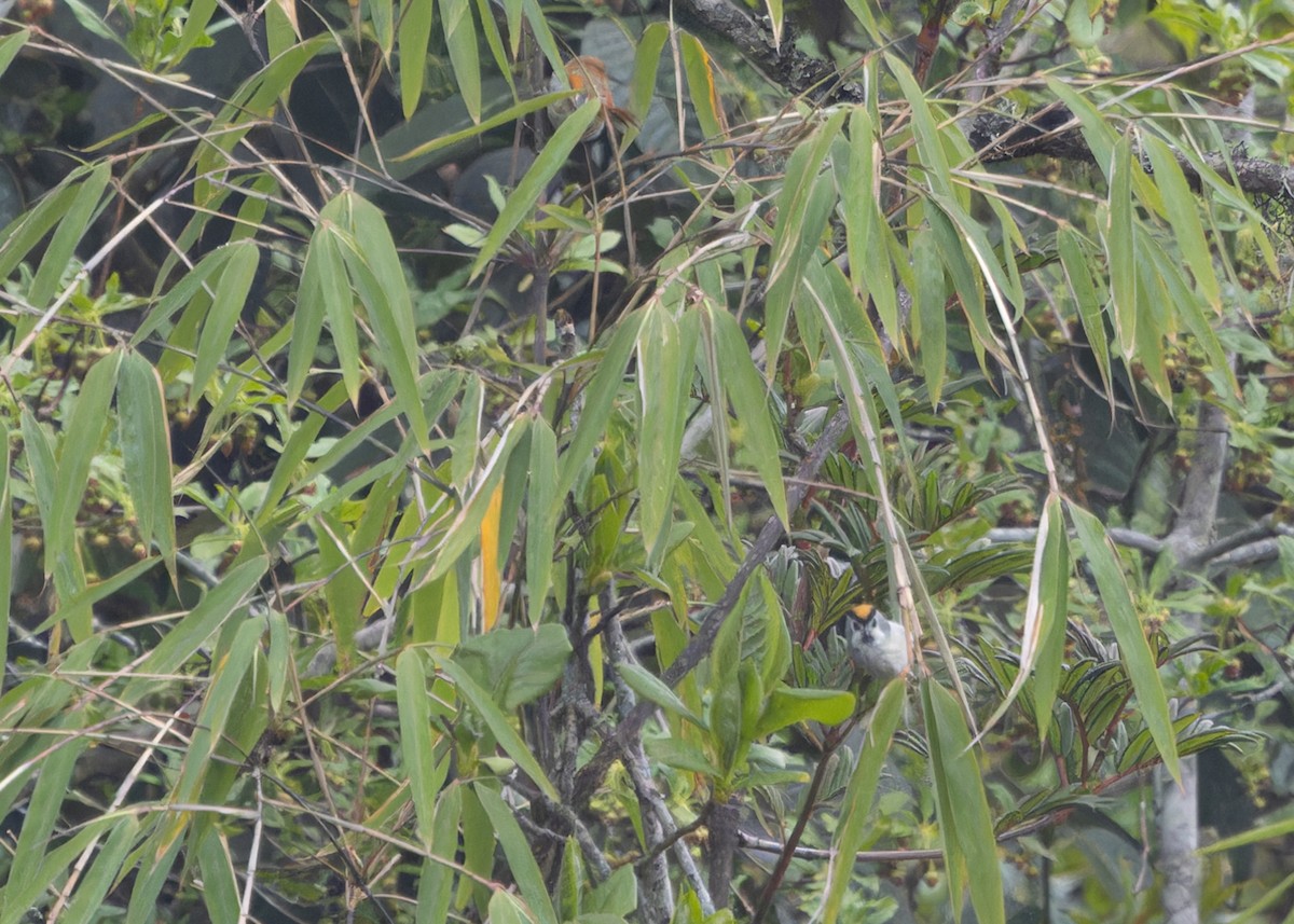 Kara Gerdanlı Papağangaga - ML620056237