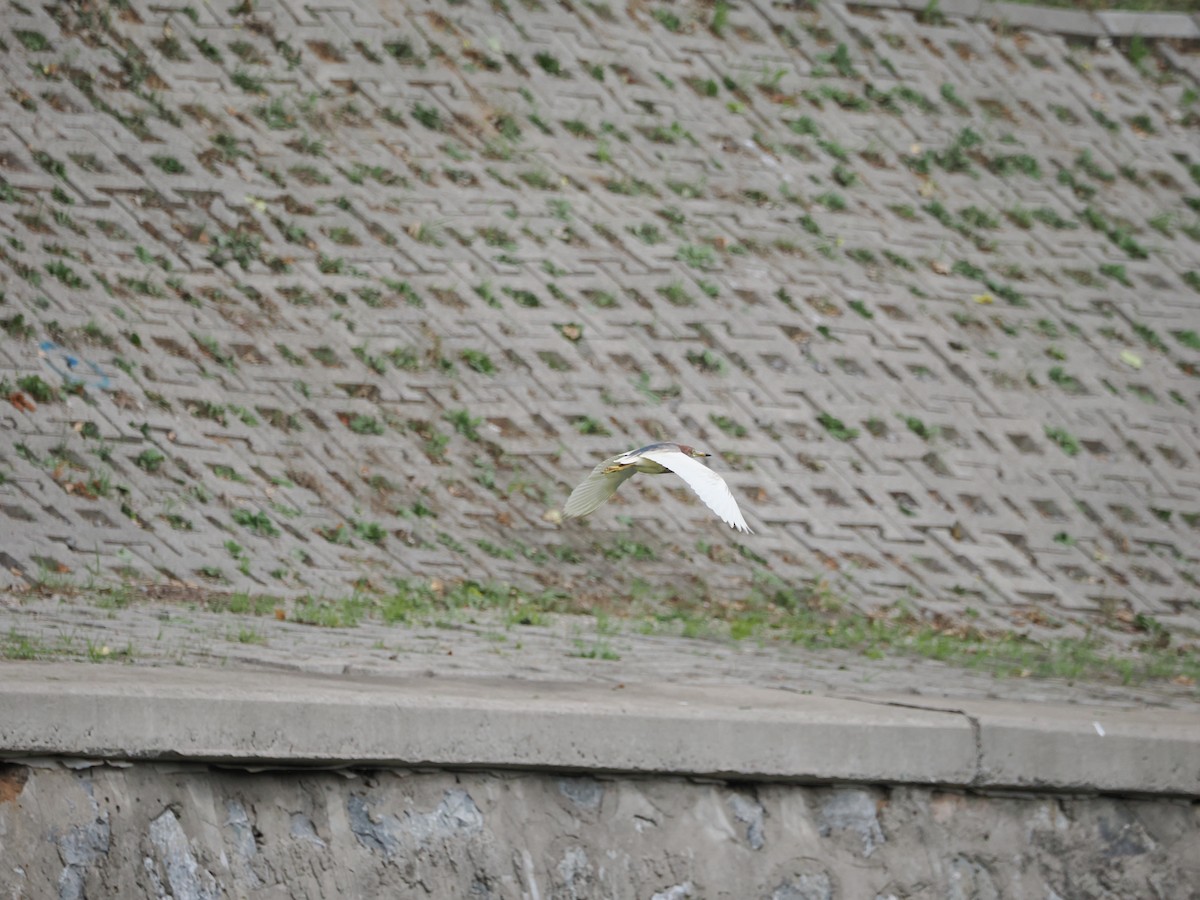 Chinese Pond-Heron - ML620056240