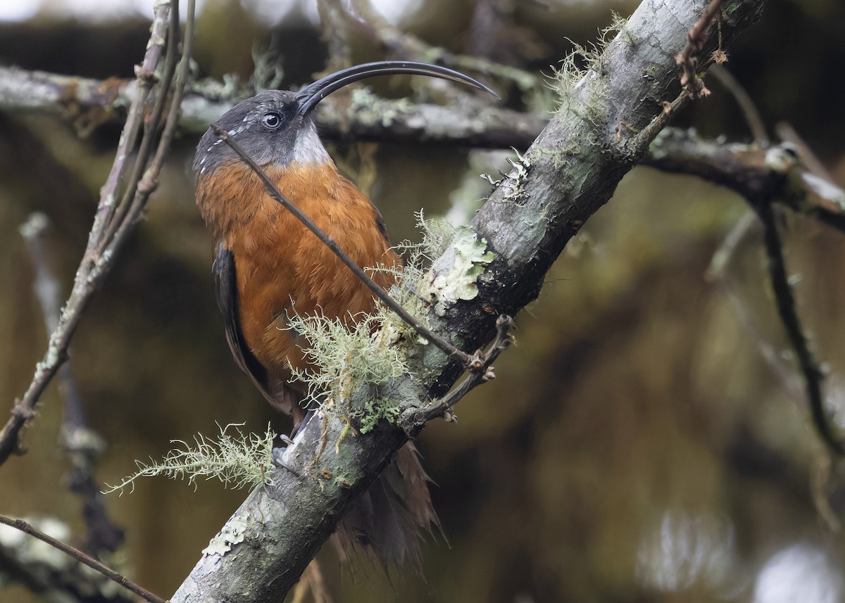 Slender-billed Scimitar-Babbler - ML620056247