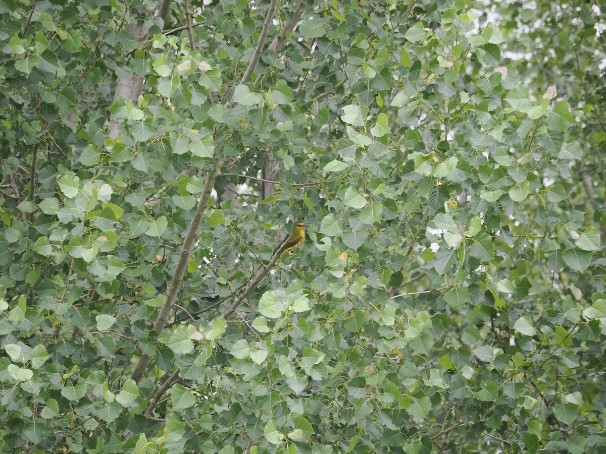 Black-naped Oriole - ML620056250