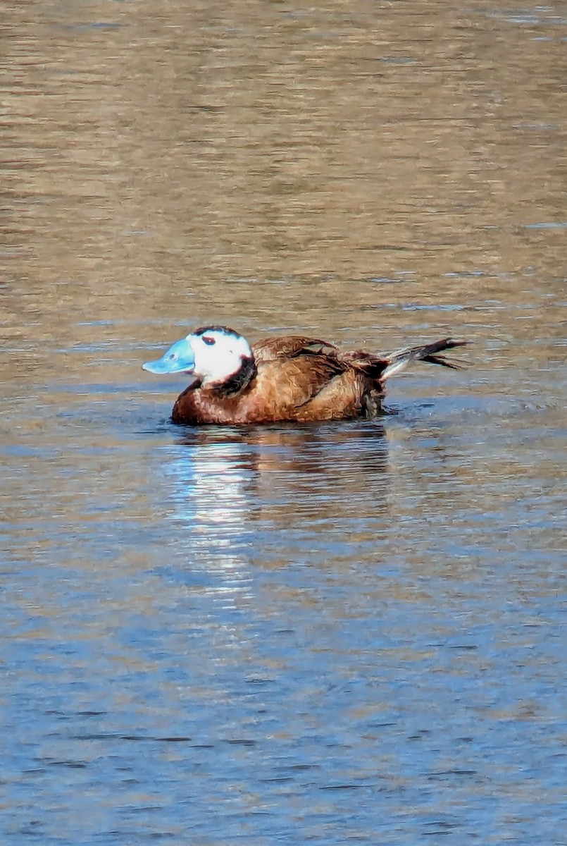 White-headed Duck - ML620056256