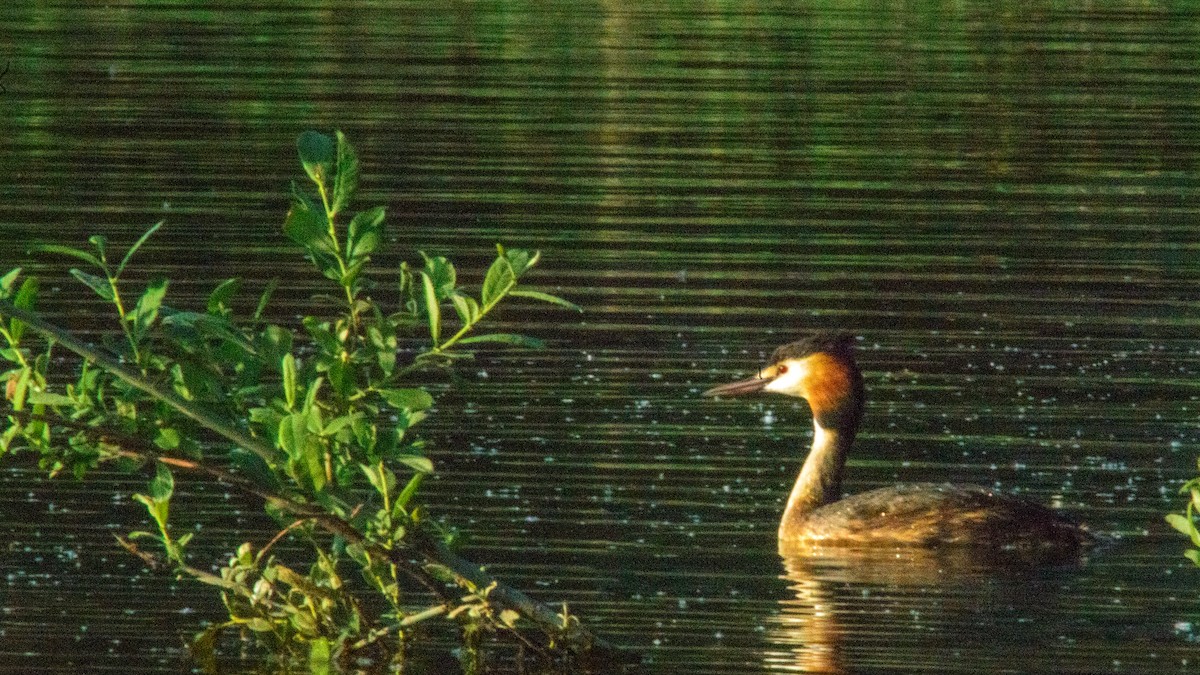 Great Crested Grebe - ML620056258