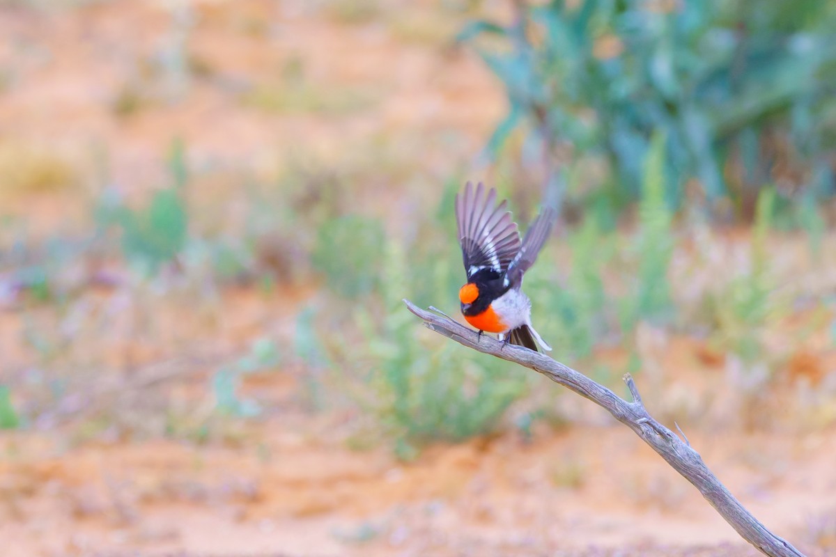 Red-capped Robin - ML620056260