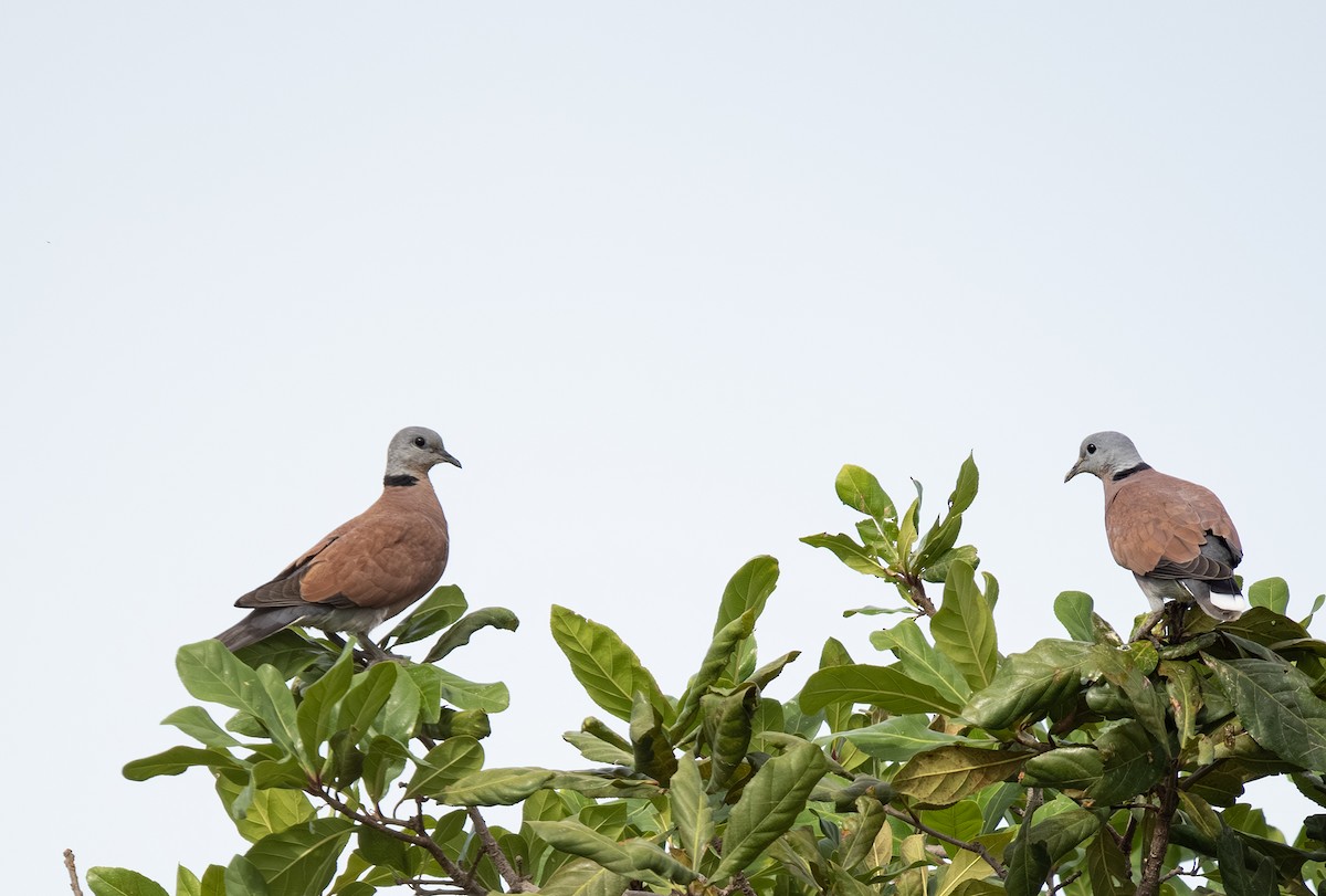 Red Collared-Dove - ML620056262