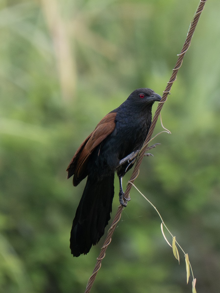 Greater Coucal - ML620056263