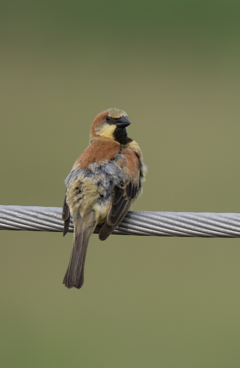 Plain-backed Sparrow - ML620056282