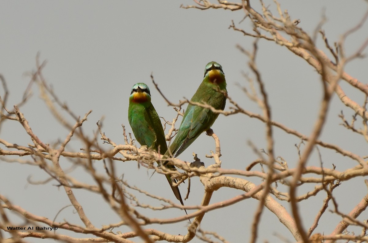 Blue-cheeked Bee-eater - ML620056307