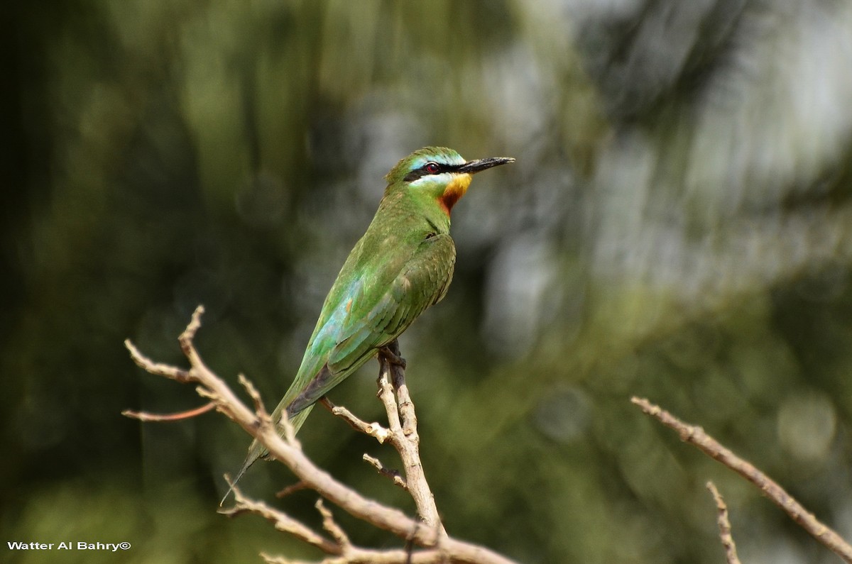Blue-cheeked Bee-eater - ML620056308
