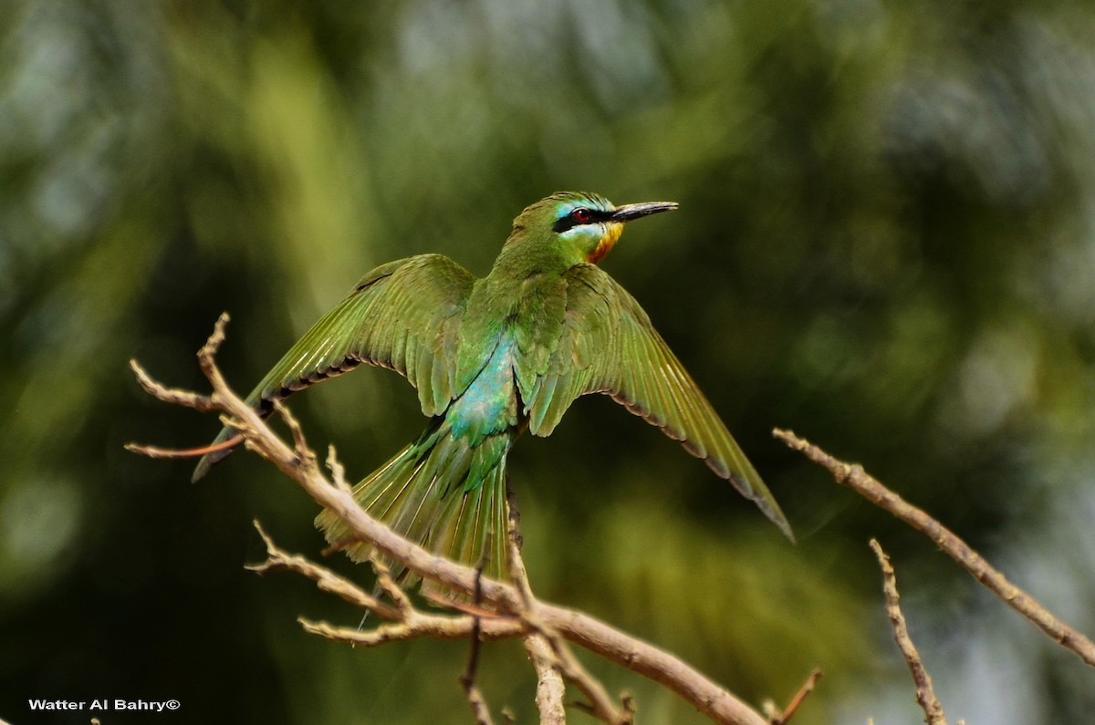 Blue-cheeked Bee-eater - ML620056309
