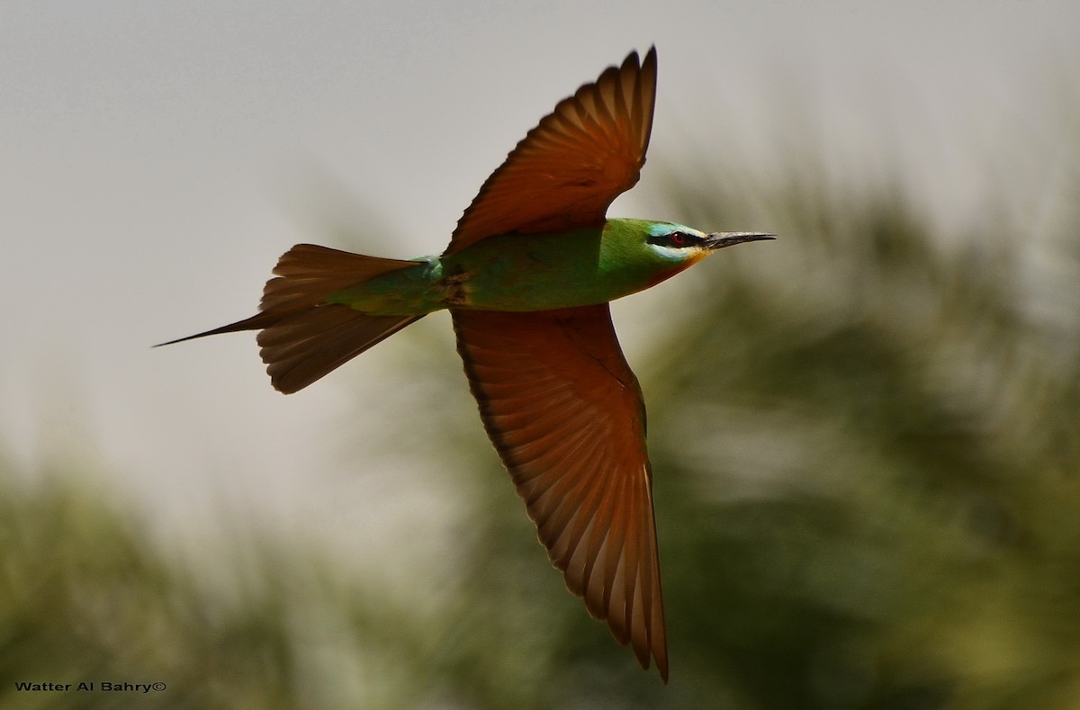 Blue-cheeked Bee-eater - ML620056310