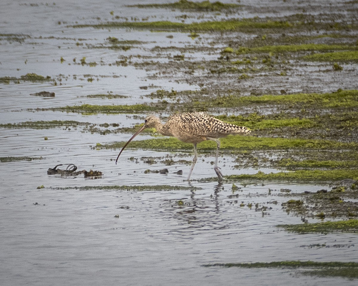 Long-billed Curlew - ML620056333