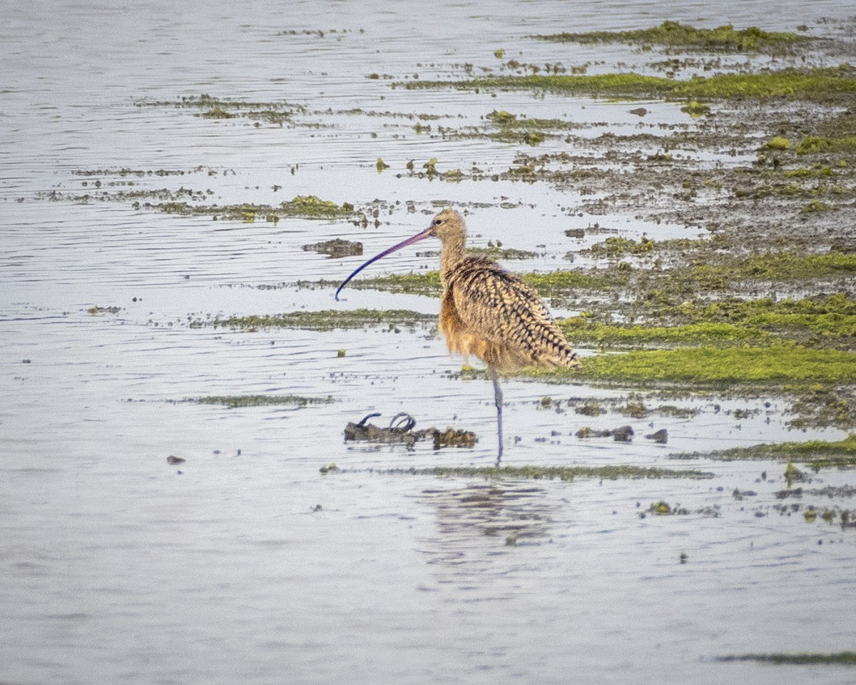Long-billed Curlew - ML620056334