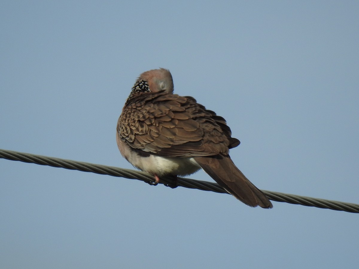 Spotted Dove - ML620056352