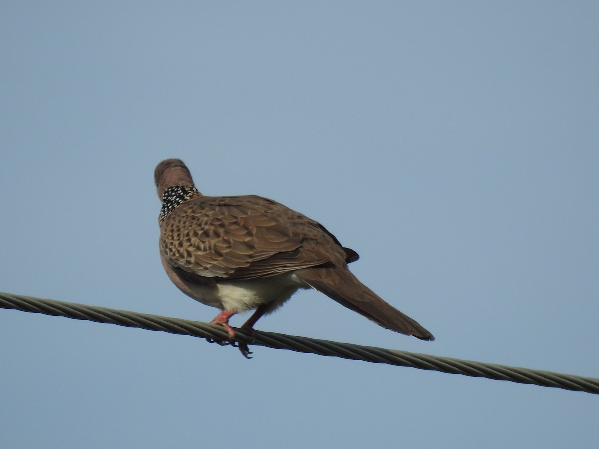 Spotted Dove - ML620056358