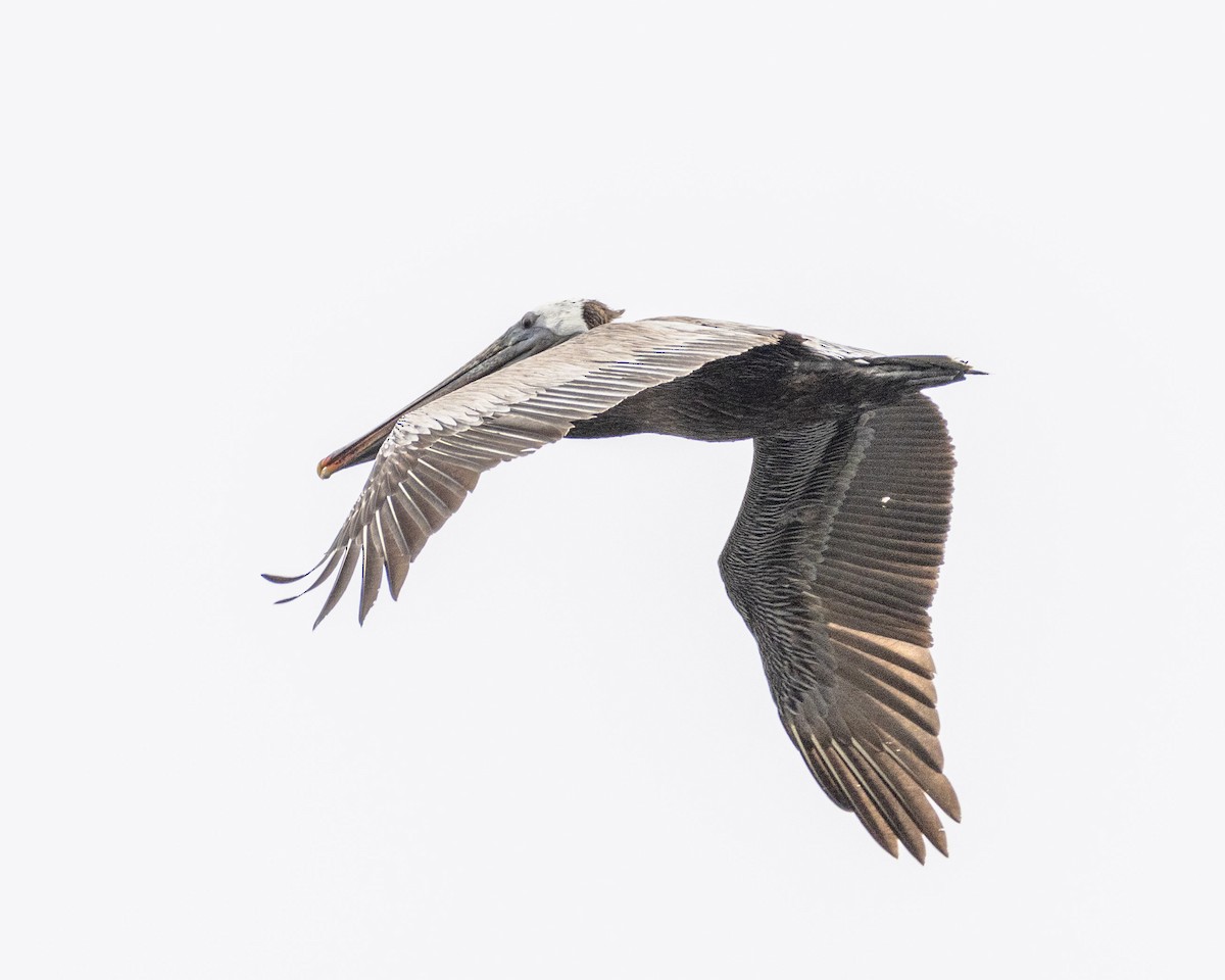 Brown Pelican - ML620056363