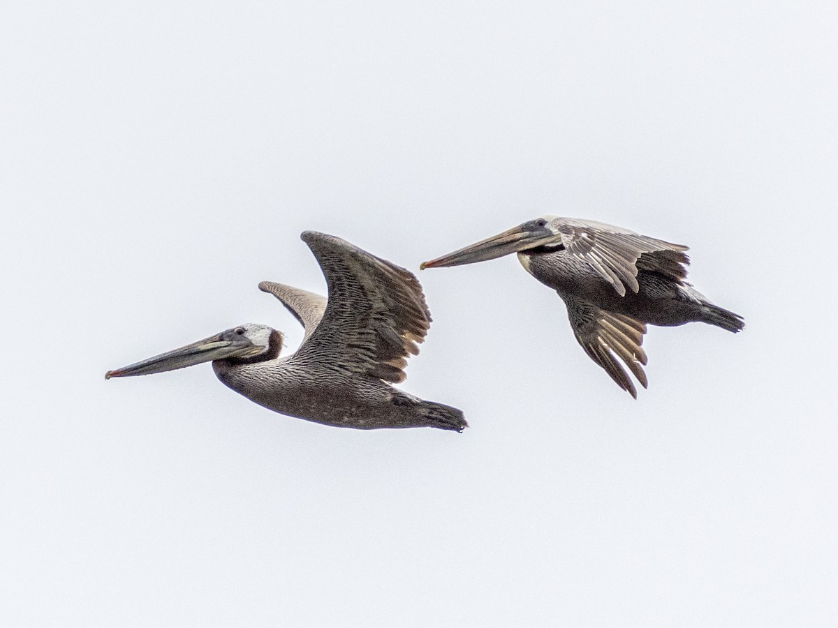 Brown Pelican - ML620056365