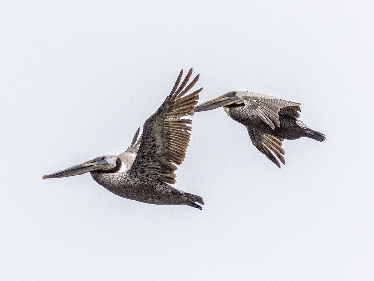 Brown Pelican - ML620056366