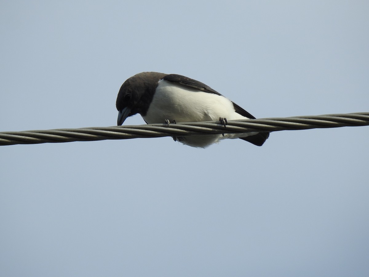 White-breasted Woodswallow - ML620056384