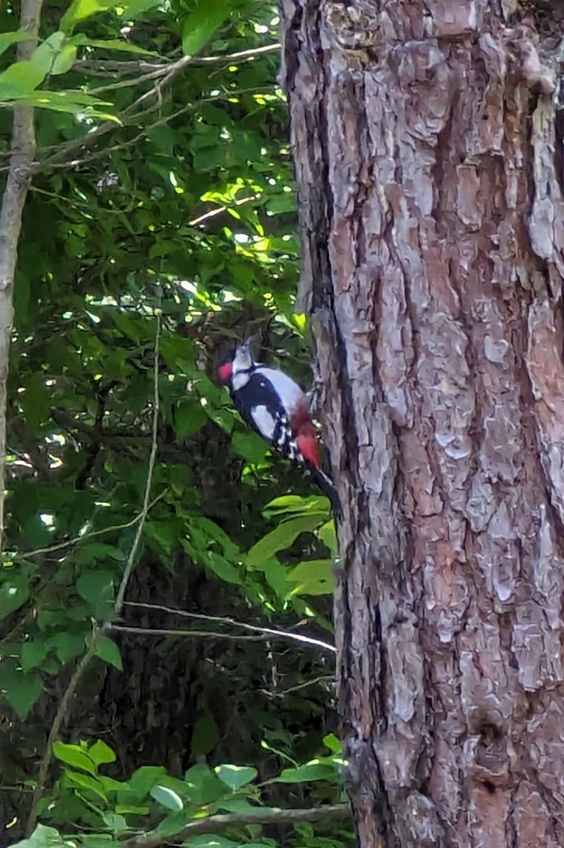 Great Spotted Woodpecker - ML620056386