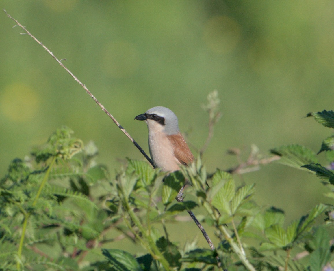 Pie-grièche écorcheur - ML620056405