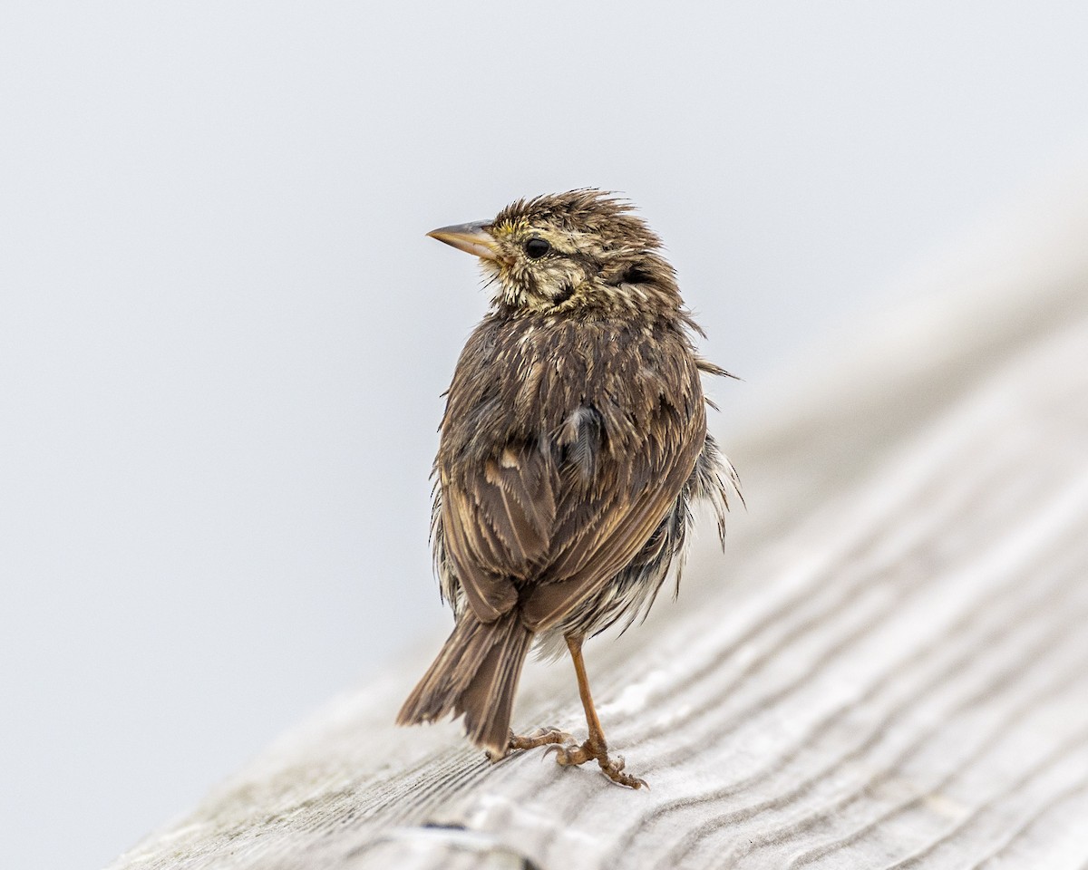 Savannah Sparrow (Belding's) - ML620056418