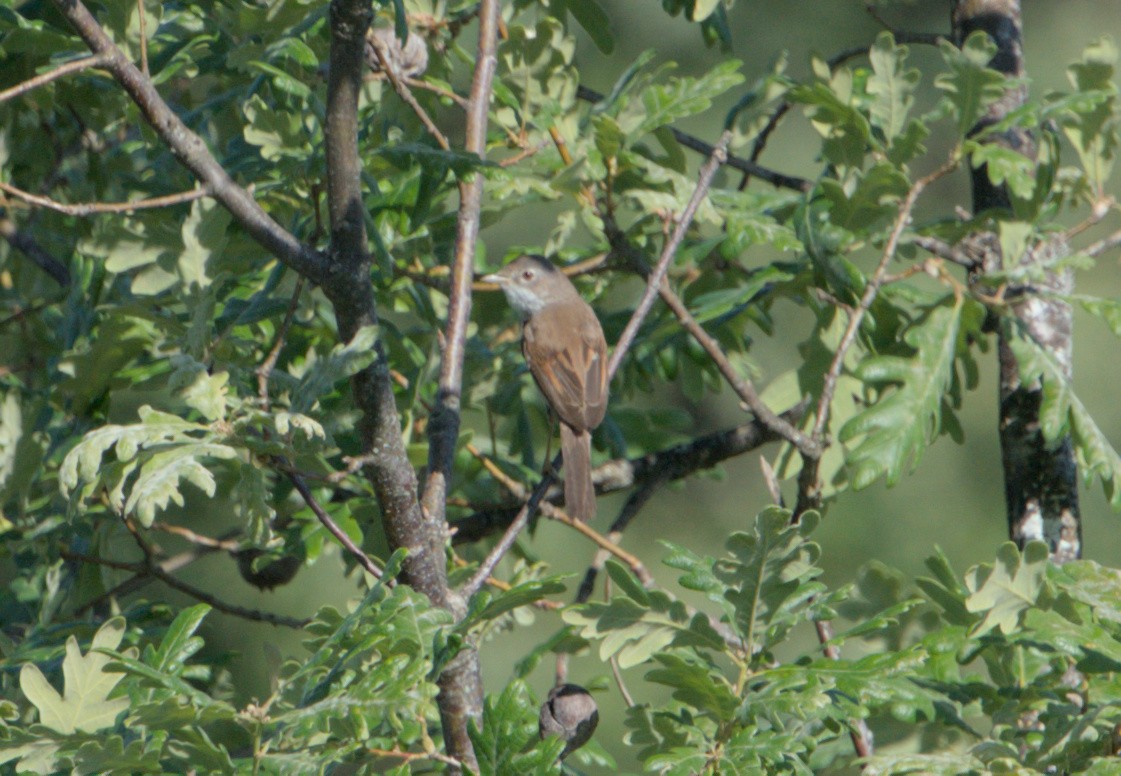 Greater Whitethroat - ML620056423