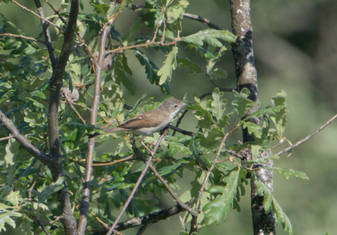 Greater Whitethroat - ML620056424