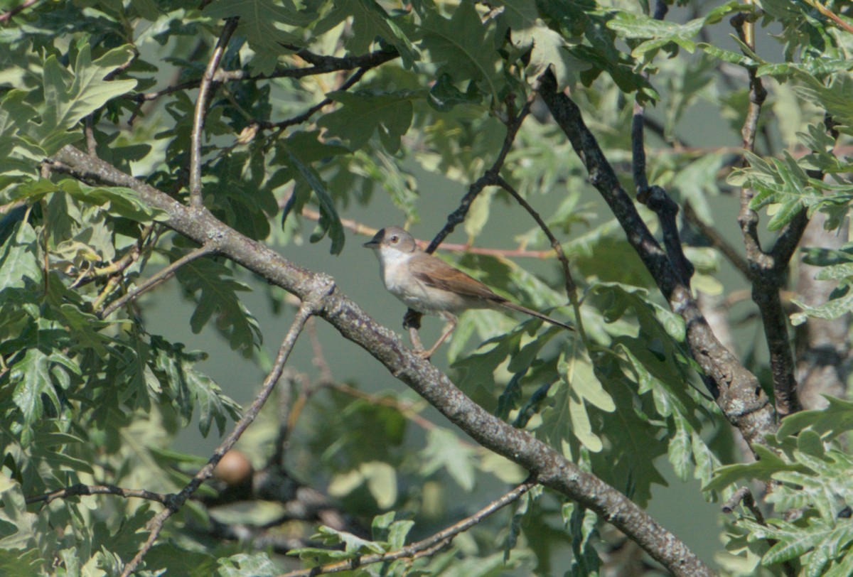 Greater Whitethroat - ML620056425