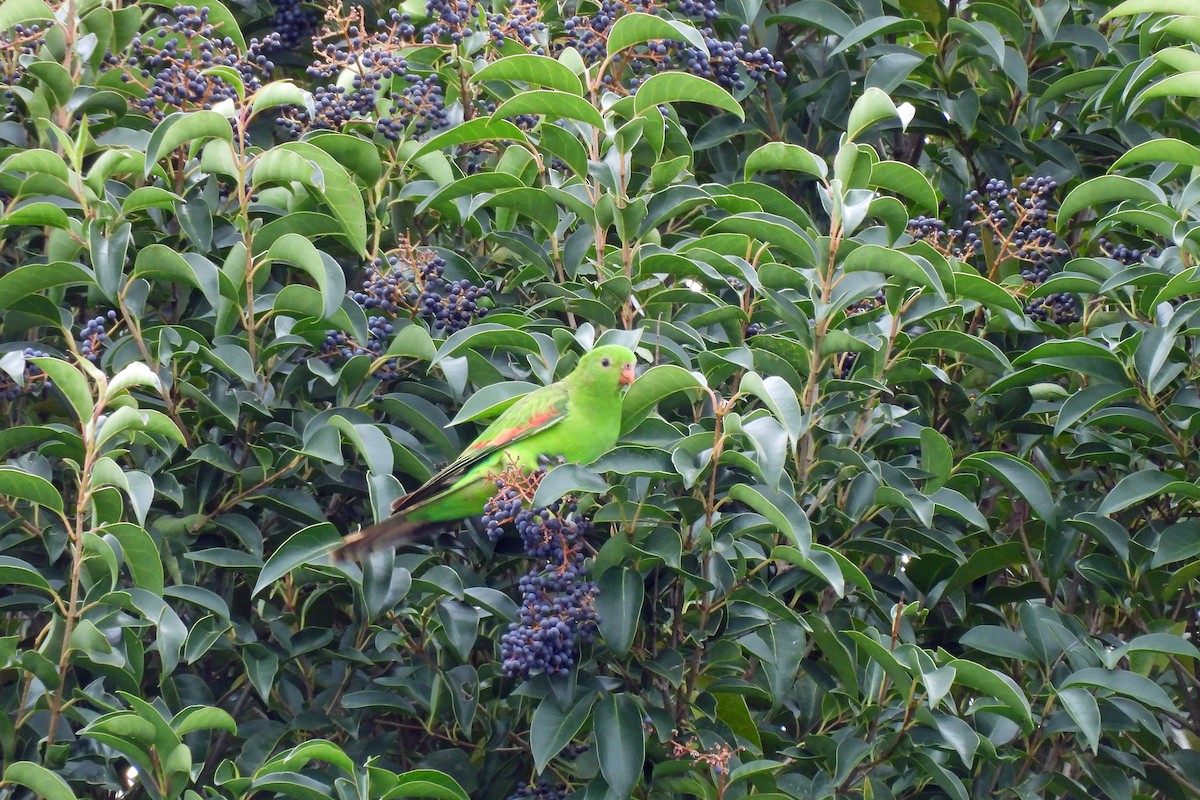 Краснокрылый попугай - ML620056432