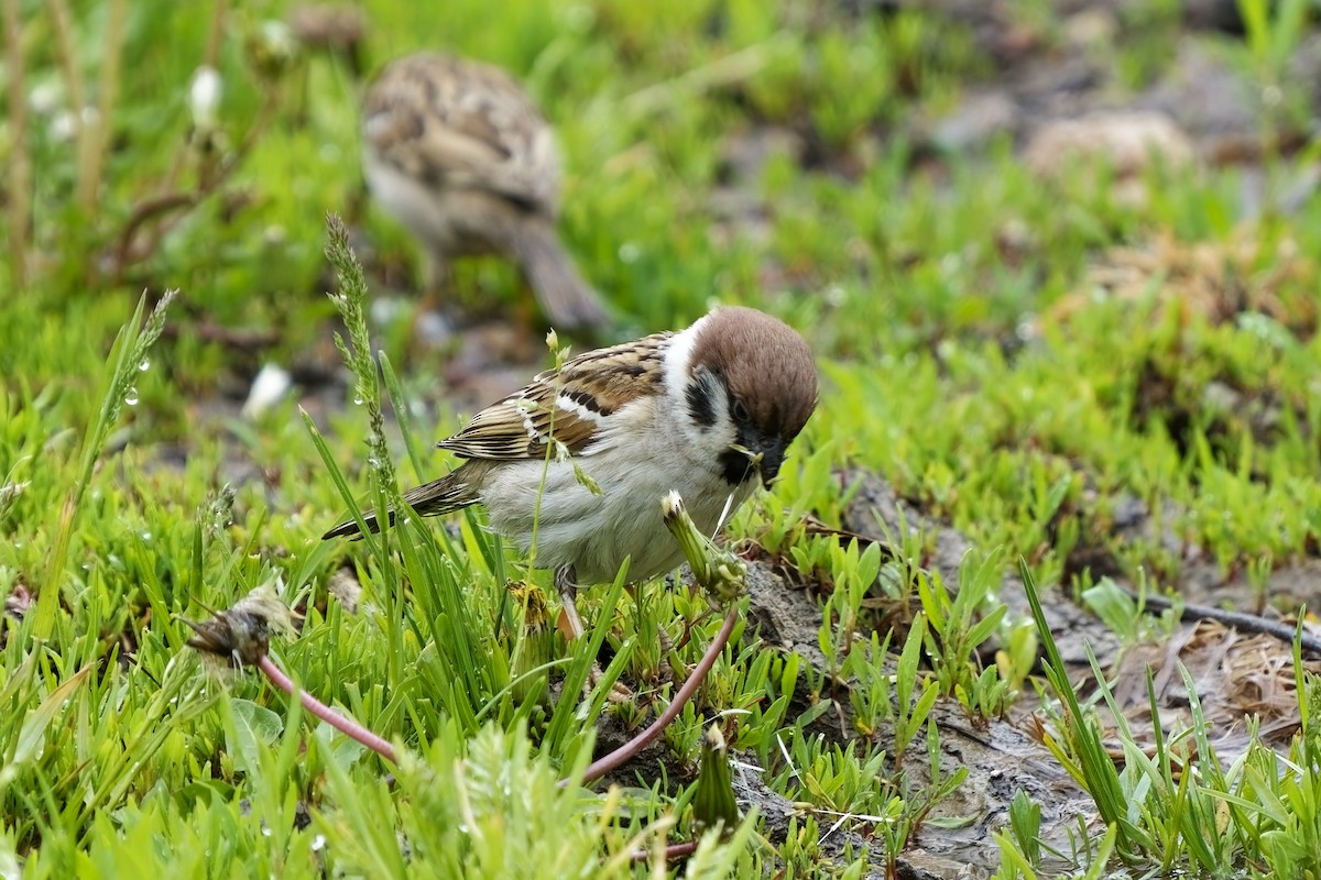 Eurasian Tree Sparrow - ML620056437