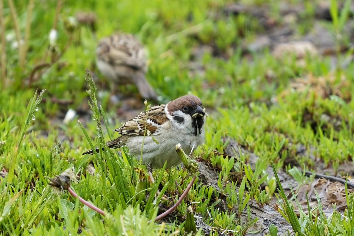 Eurasian Tree Sparrow - ML620056438