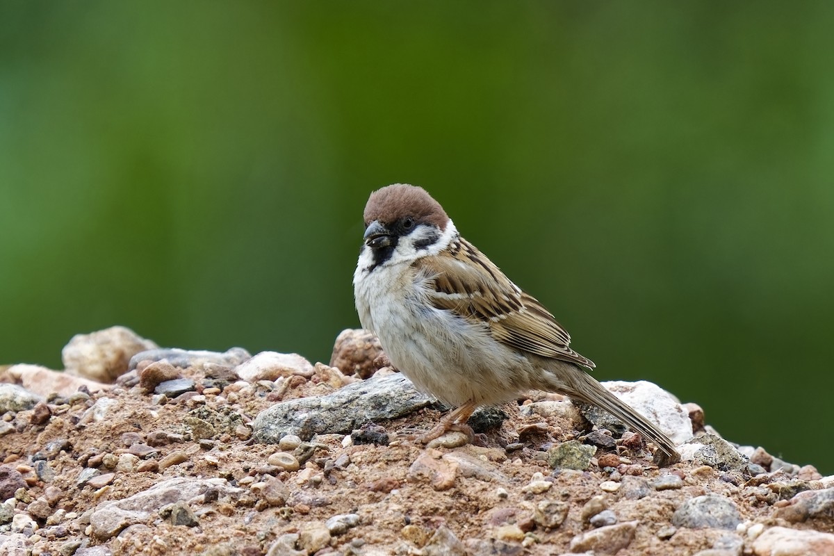 Eurasian Tree Sparrow - ML620056439