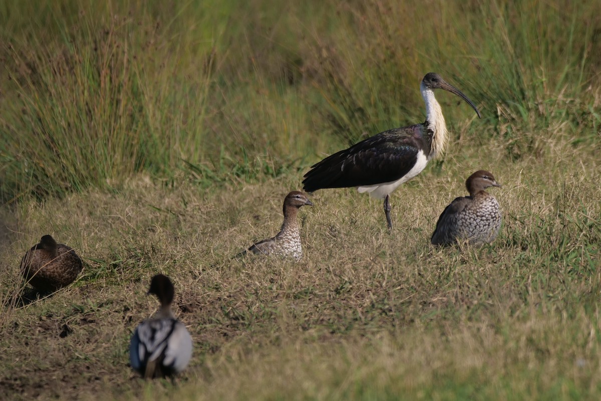 ibis slámokrký - ML620056465