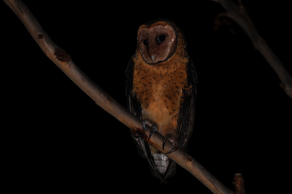Australian Masked-Owl - ML620056480