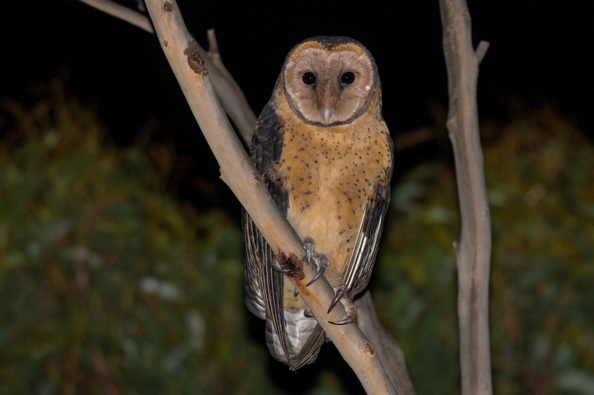 Australian Masked-Owl - ML620056484