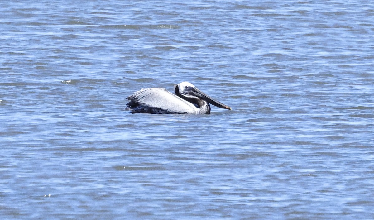 pelikán hnědý - ML620056495