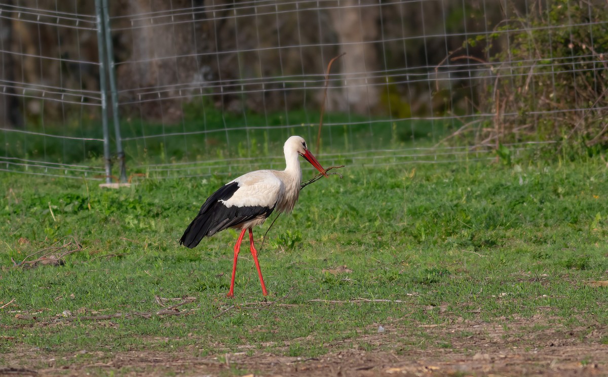 White Stork - ML620056507