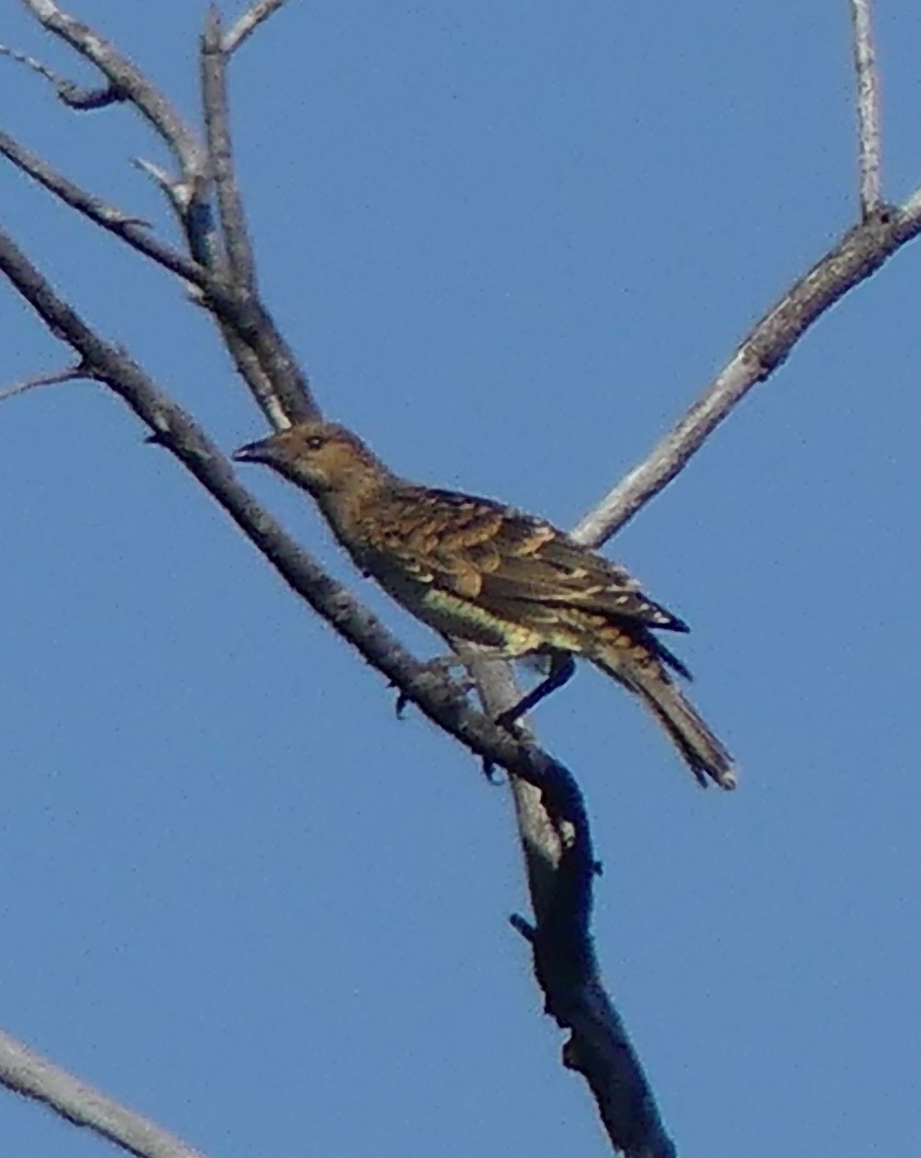 Spotted Bowerbird - ML620056517