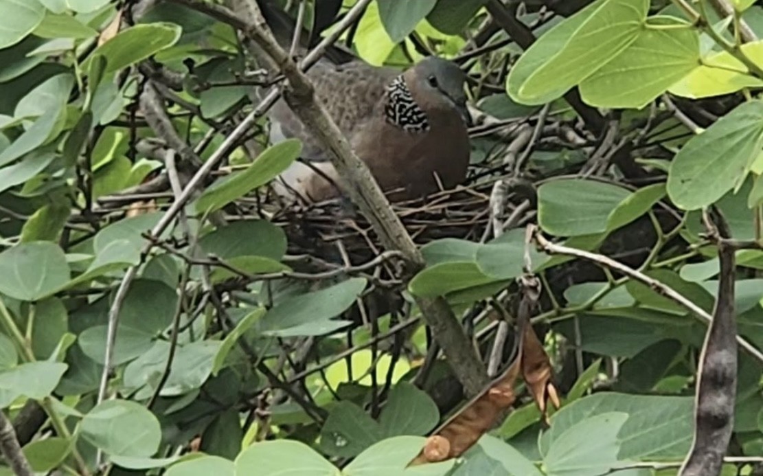 Spotted Dove - 芷怡 蔡