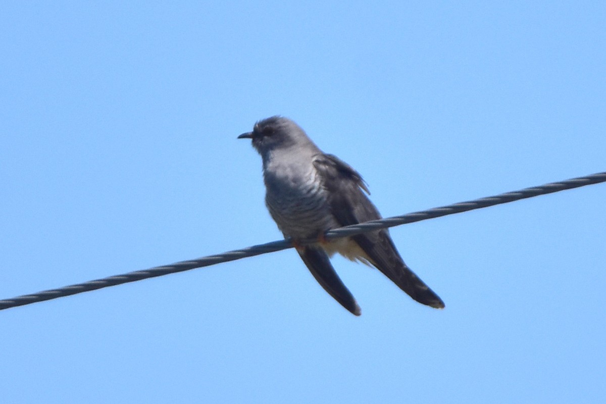 Common Cuckoo - ML620056535